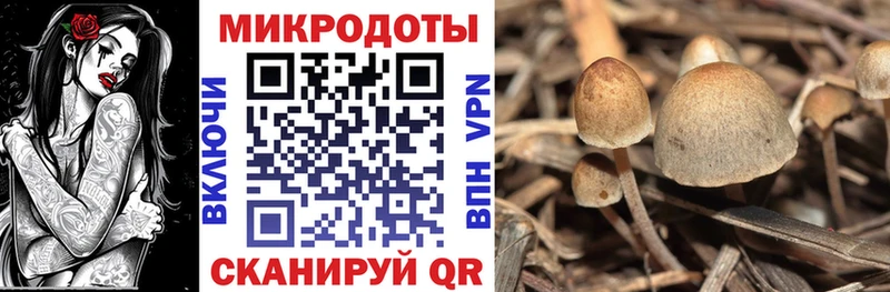 сколько стоит  Сланцы  Псилоцибиновые грибы Psilocybe 
