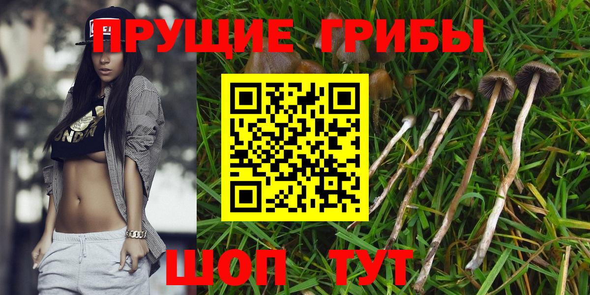 Галлюциногенные грибы Psilocybe Сланцы